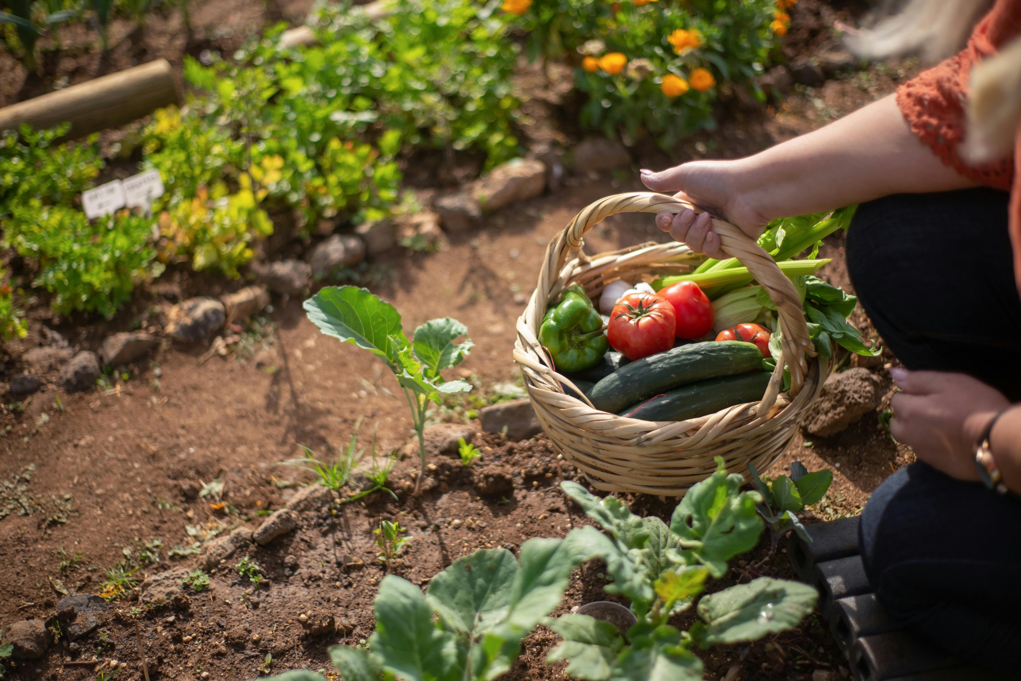 Pessoa colhendo tomates, pepinos e verduras frescas em uma horta caseira ao ar livre