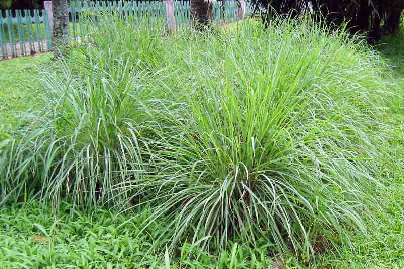 Citronela no jardim — uma das principais plantas que espantam mosquitos