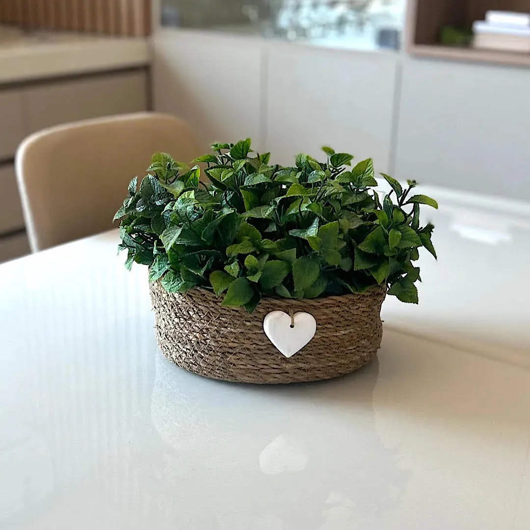 Hortelã em vaso decorativo: planta que espanta mosquitos e decora ambientes internos