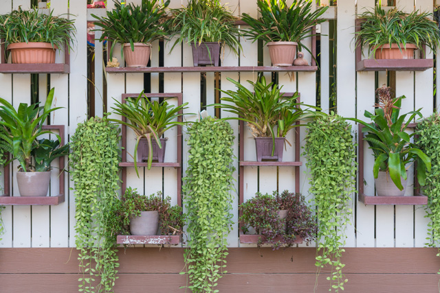Jardim vertical com vasos variados em painel branco, plantas verdes pendentes e folhagens diversas