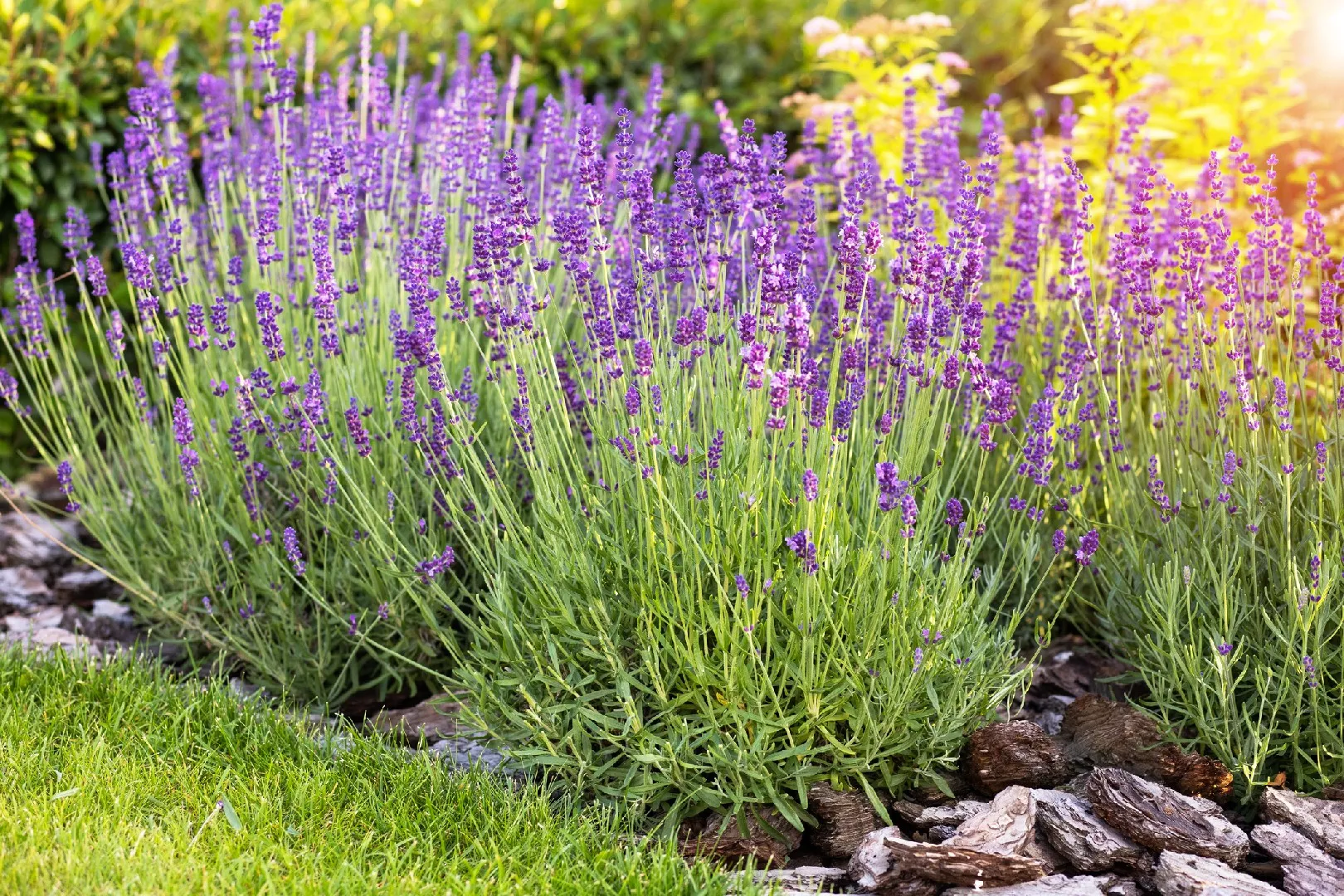 Lavanda no jardim: planta ornamental que espanta mosquitos naturalmente