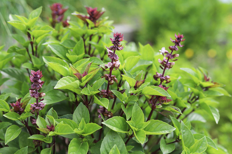 Manjericão com flores: planta aromática que espanta mosquitos naturalmente