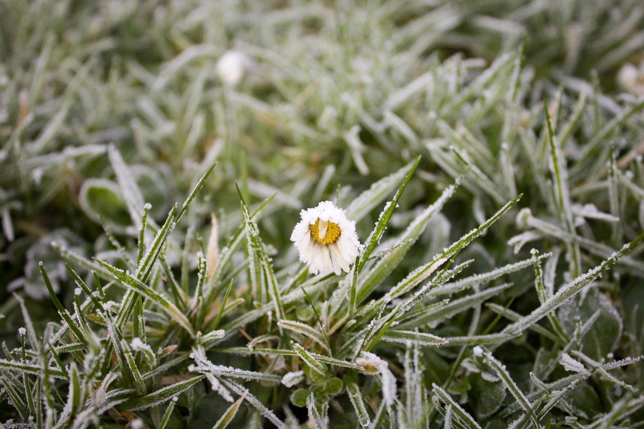 Planta com flor branca e folhas cobertas por geada em manhã de inverno