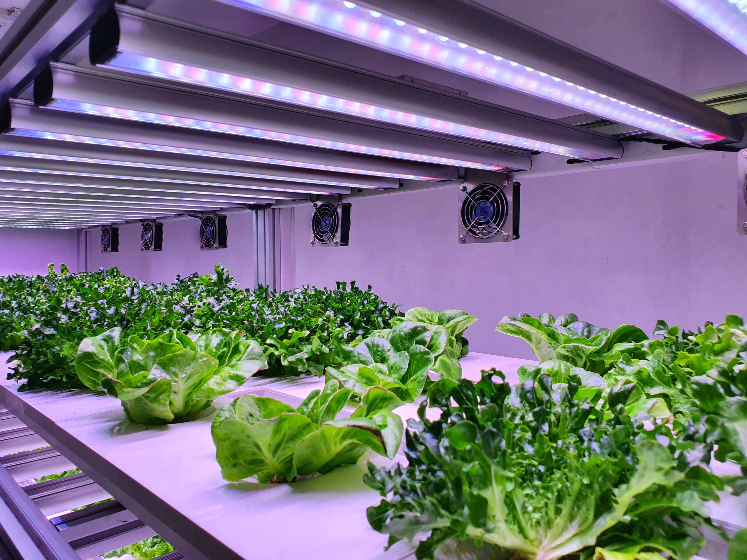 Interior de sala especialmente equipada para cultivo hidropônico de plantas verdes sob iluminação LED.