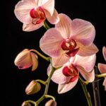 Orquídeas e Saúde Mental: benefícios e cuidados no cultivo