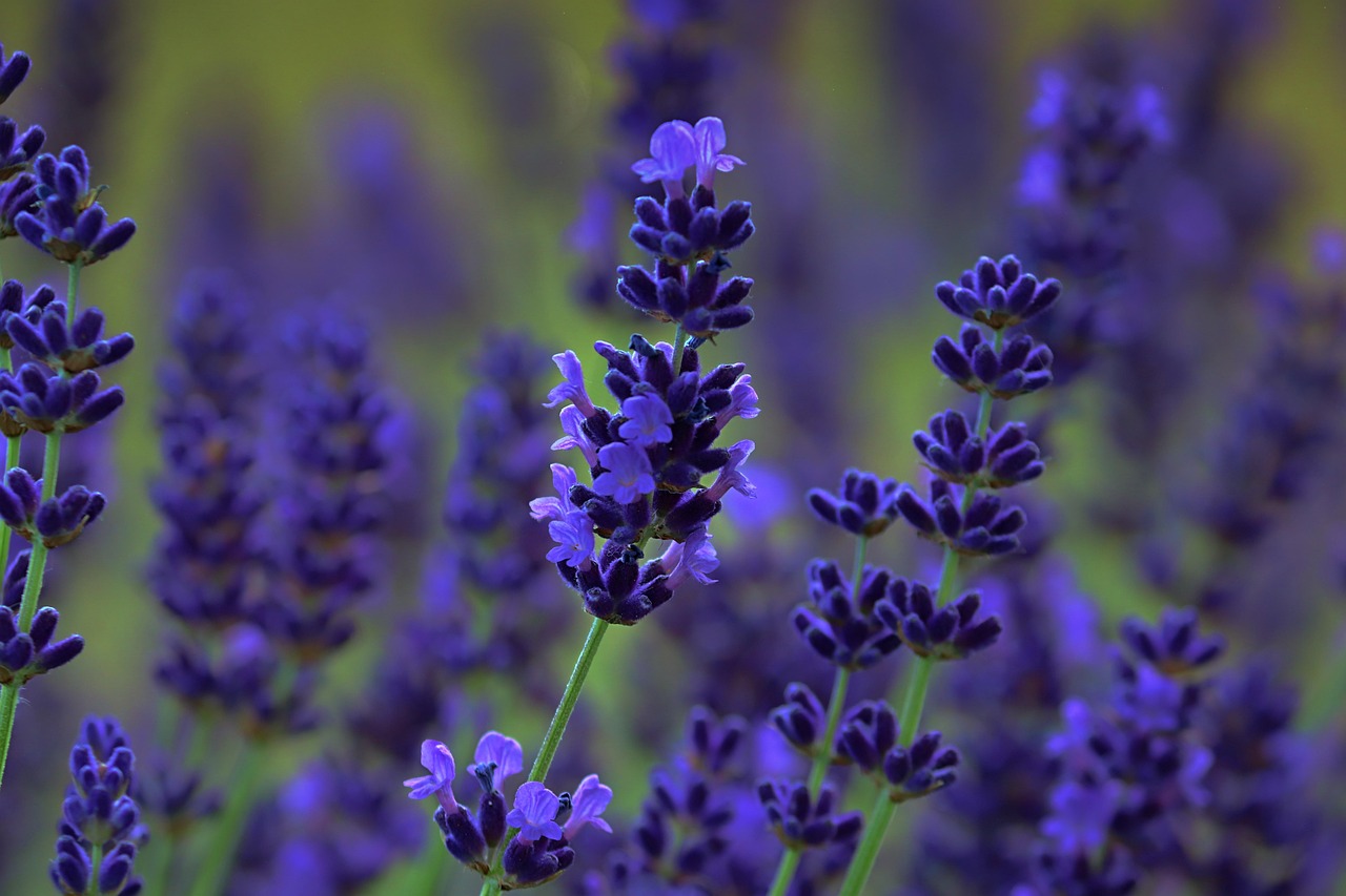 Flores de lavanda roxa — planta com poder curativo e efeito relaxante