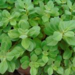 Folhas de boldo-baiano (alumã) — planta medicinal usada para digestão e bem-estar