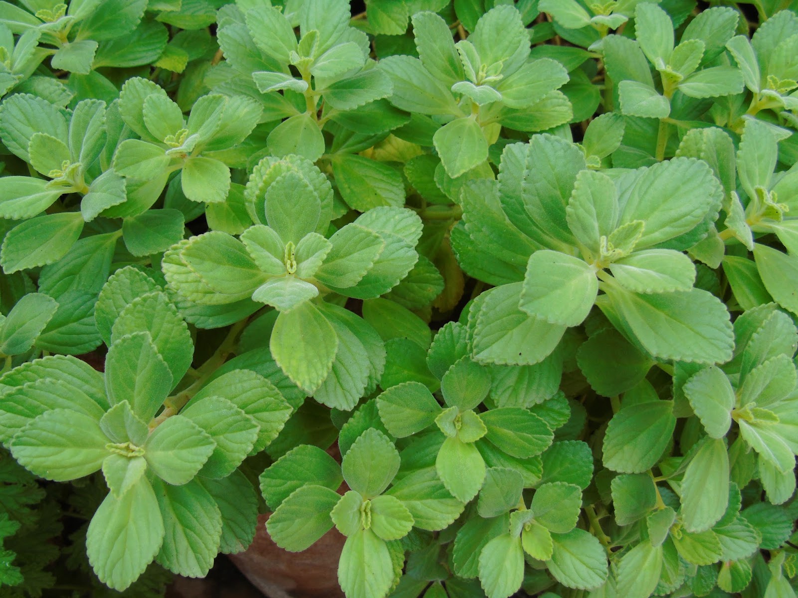 Folhas de boldo-baiano (alumã) — planta medicinal usada para digestão e bem-estar