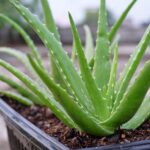 Planta de babosa (Aloe vera) em vaso — gel cicatrizante natural