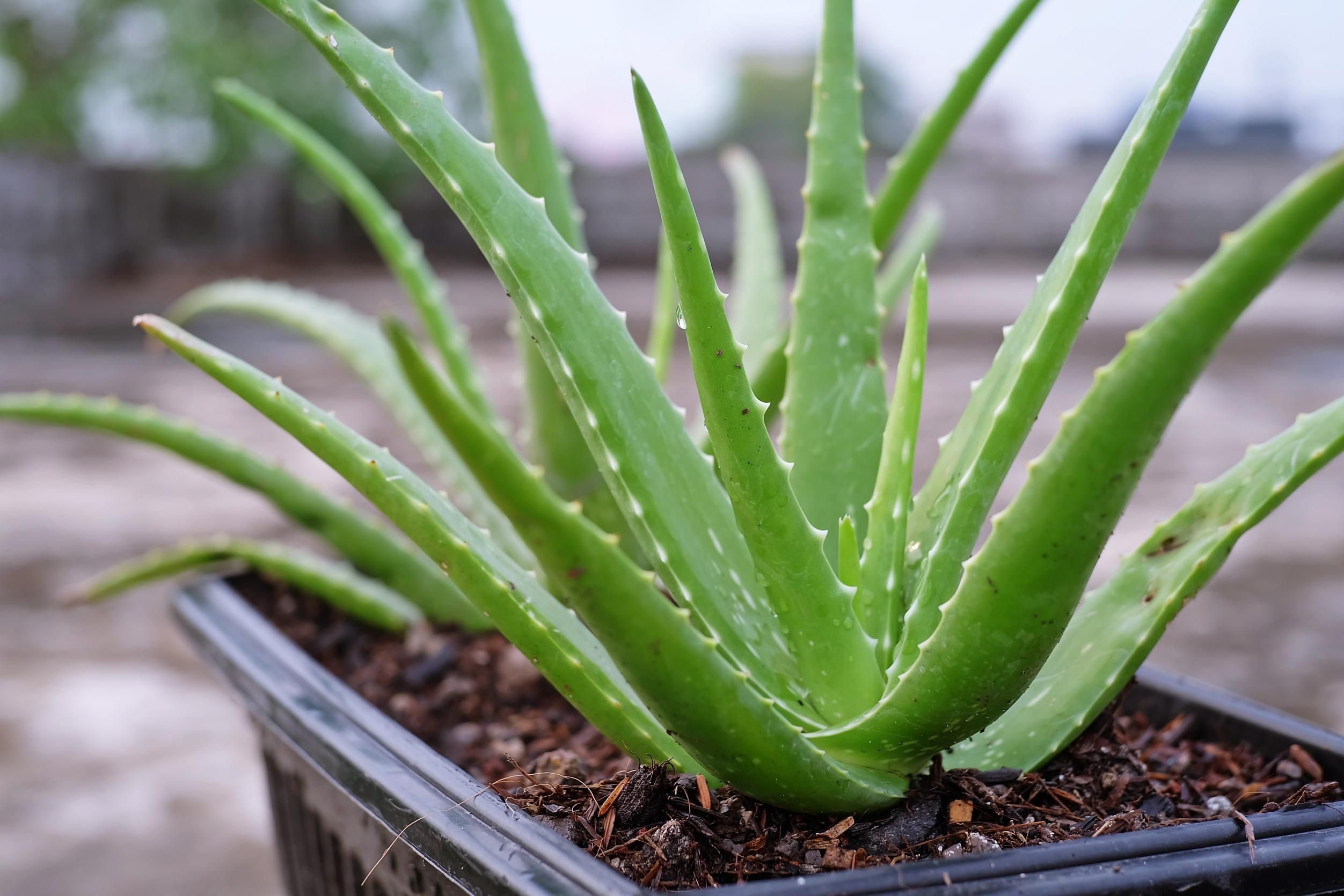 Planta de babosa (Aloe vera) em vaso — gel cicatrizante natural