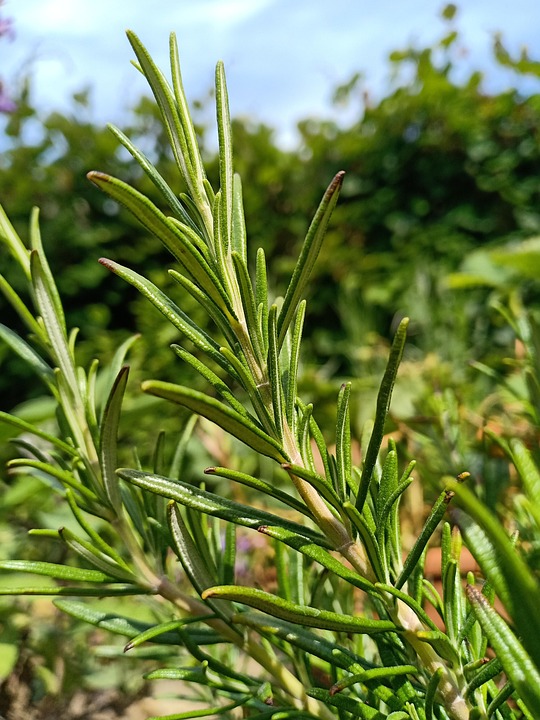 Ramo verde de alecrim fresco — planta medicinal aromática com poder curativo