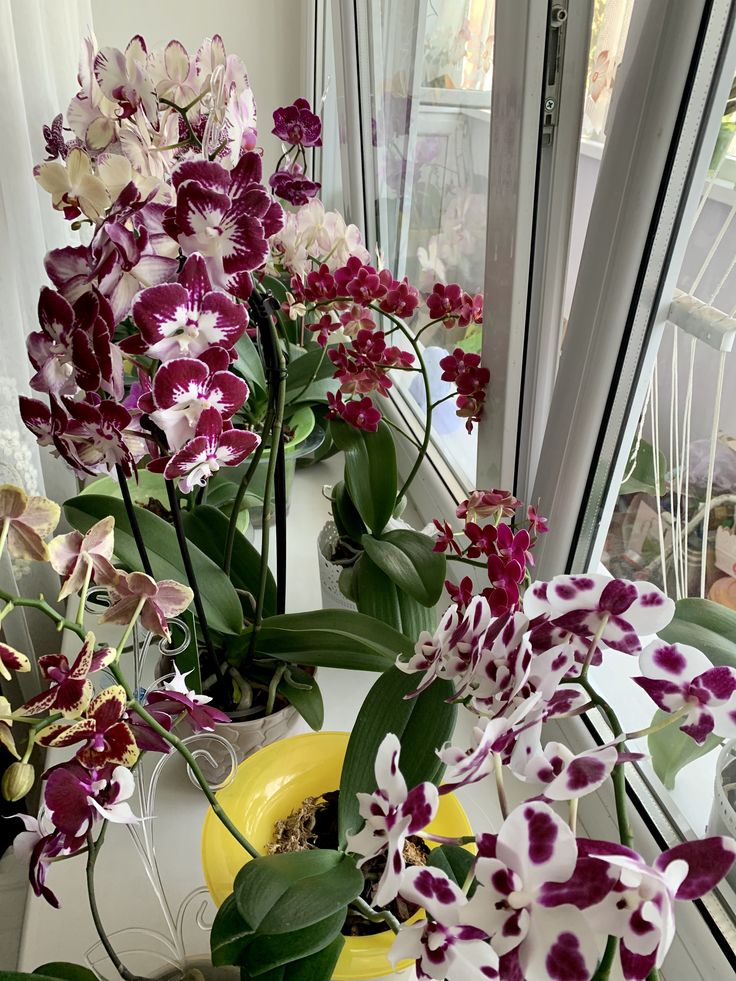 Orquídea Phalaenopsis rosa em vaso de vidro