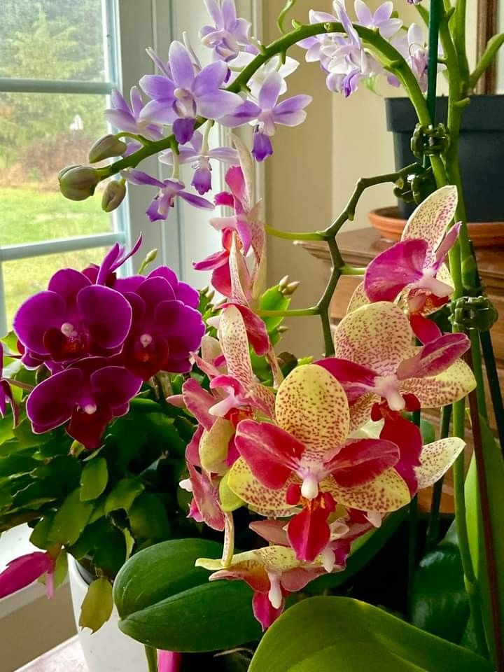 Orquídea Phalaenopsis rosa em vaso de vidro