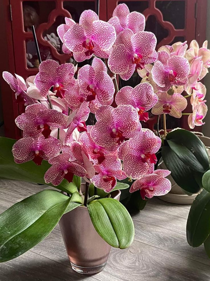 Orquídea Phalaenopsis rosa em vaso de vidro