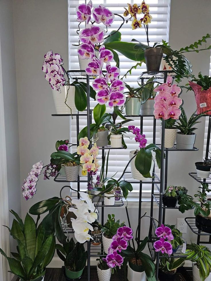 Orquídea Phalaenopsis rosa em vaso de vidro