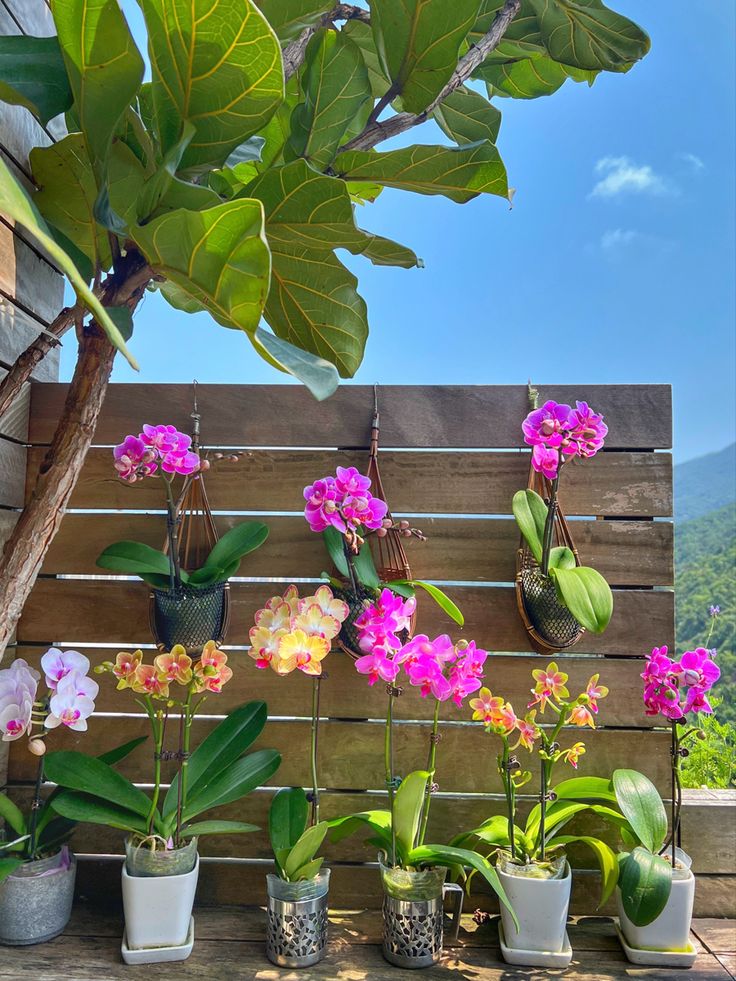 Orquídea Phalaenopsis rosa em vaso de vidro