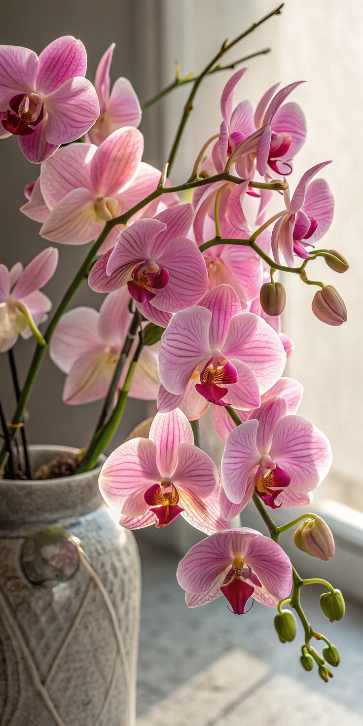 Orquídea Phalaenopsis rosa em vaso de vidro