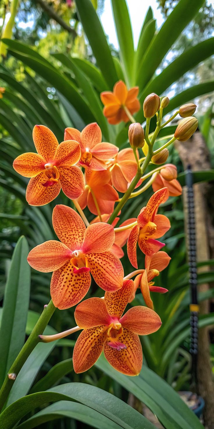 Orquídea Phalaenopsis rosa em vaso de vidro