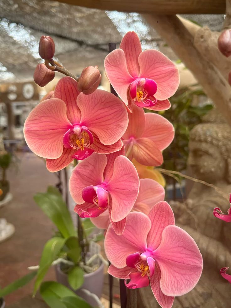 Orquídea Phalaenopsis rosa em vaso de vidro