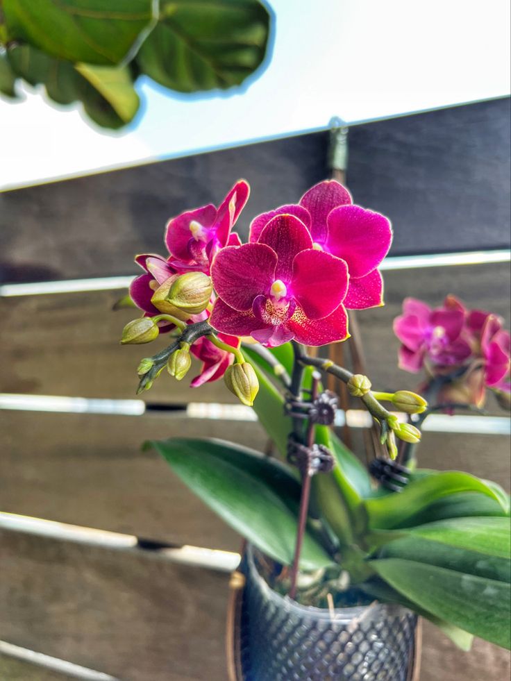 Orquídea Phalaenopsis rosa em vaso de vidro