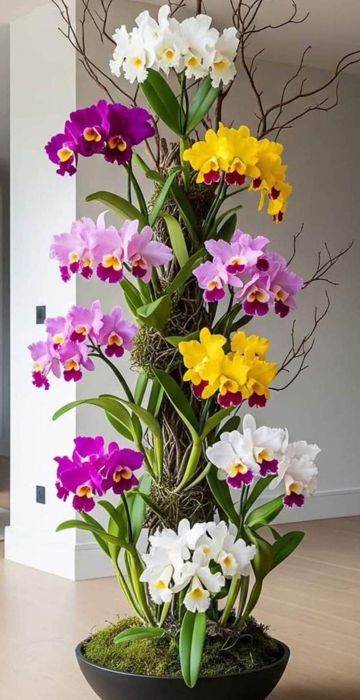 Orquídea Phalaenopsis rosa em vaso de vidro