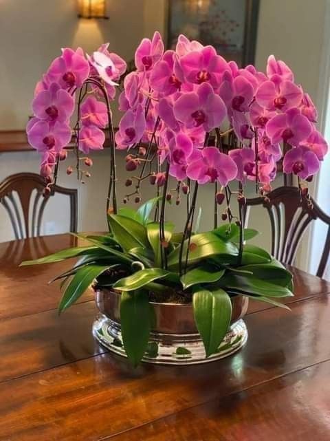 Orquídea Phalaenopsis rosa em vaso de vidro