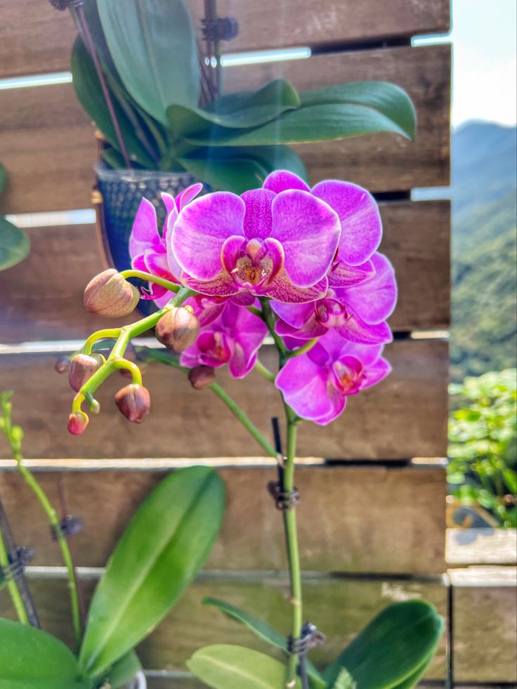 Orquídea Phalaenopsis rosa em vaso de vidro