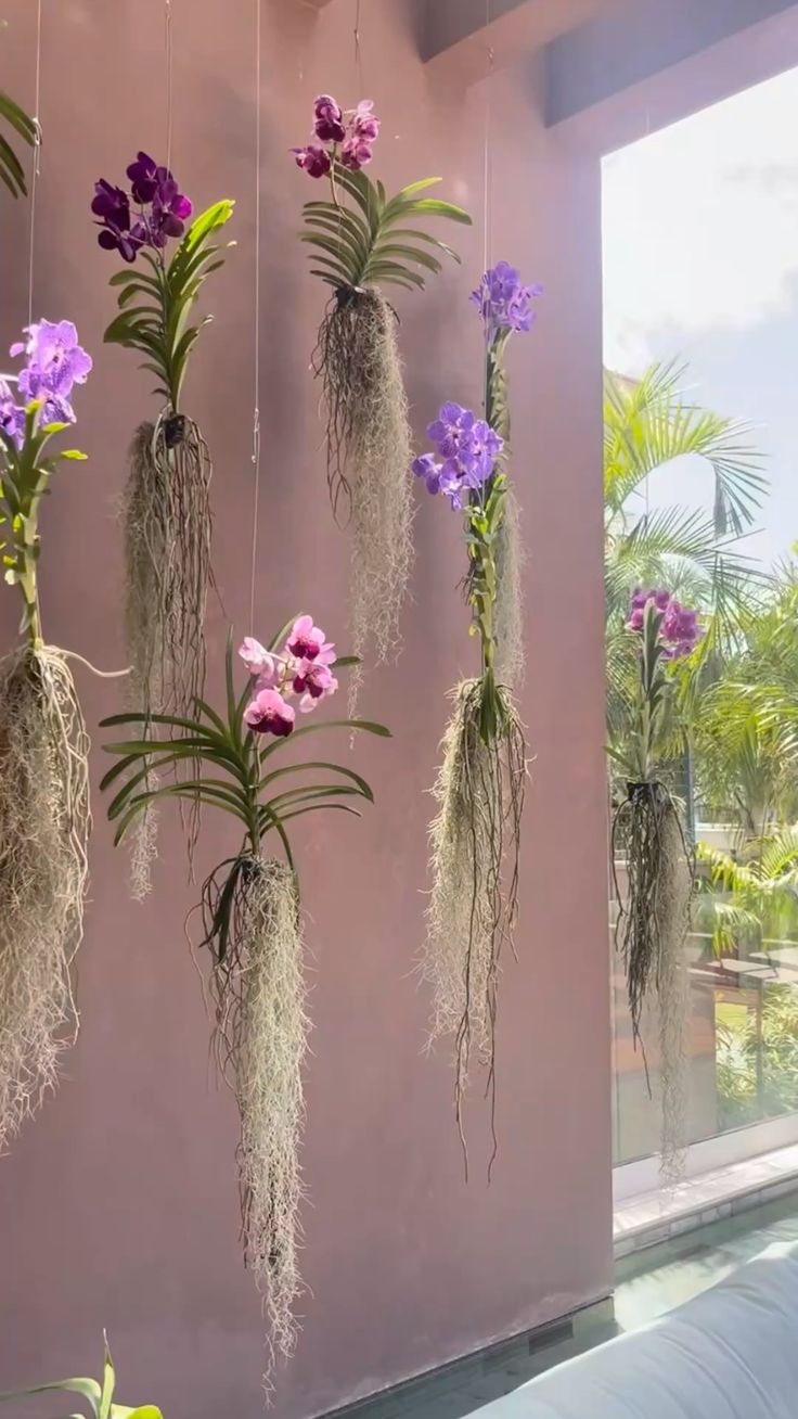 Orquídea Phalaenopsis rosa em vaso de vidro