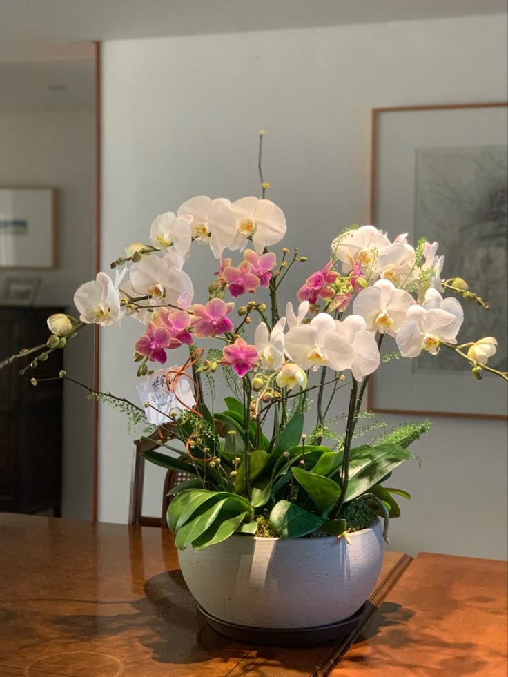 Orquídea Phalaenopsis rosa em vaso de vidro